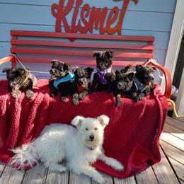 Pumi Puppies from Kismet Pumis