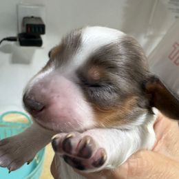 Blackie - Piebald female Dachshund puppy in Fayetteville, Pennsylvania from PA's Darling Doxies
