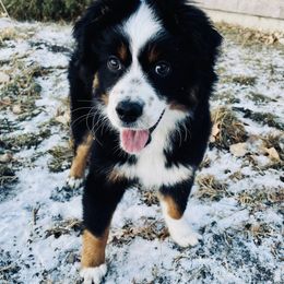 Miniature Australian Shepherd Puppies from Rebel Creek Mini Aussies