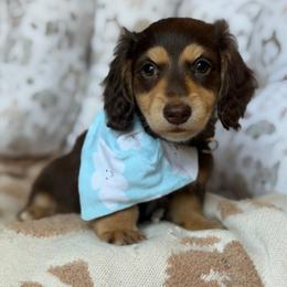 Winston - Chocolate and tan male Dachshund puppy in Duncanville, Alabama from Bear Creek Dachshunds