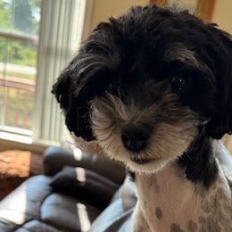Gracie - Havapoo