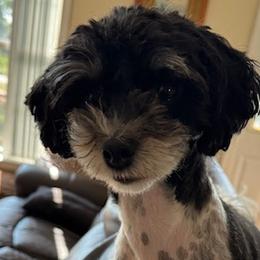 Gracie - Havapoo
