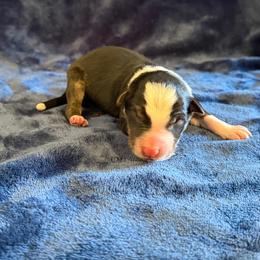 Torque - Brindle male Border Collie puppy in Oroville, California from Coalcyn Kennels