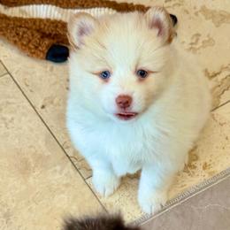 Brûlée - Lavender female Pomsky puppy in Cave Creek, Arizona from Arizona Luxury Pomskies