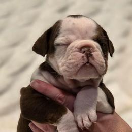 Raven - Chocolate tri-color female Bulldog puppy in Harrisburg, Pennsylvania from Central PA WiggleButts Bulldogs