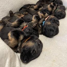 American Corgi and German Shepherd Puppies from Grace Ridge Shepherds and Corgis