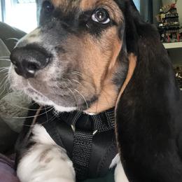 Basset Hound Puppies from Hill Top Basset Hounds & Great Pyrenees
