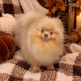 Shaggy - Pomeranian