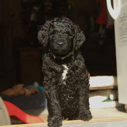 Goldendoodle Puppies from Pampered Paws Pet Massage / Jaynie's Pack of Doodles