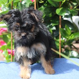 Jill - Black and gold female Yorkipoo puppy in Hughesville, Missouri from Puppykiss4u
