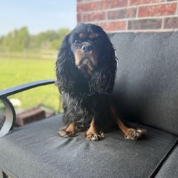 Luke - Cavalier King Charles Spaniel