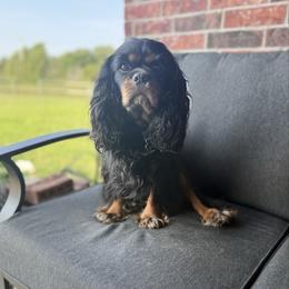 Luke - Cavalier King Charles Spaniel