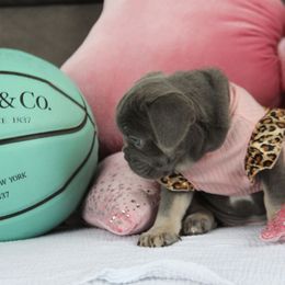 Frieda - Blue female French Bulldog puppy in Piedmont, Oklahoma from 5A Frenchies