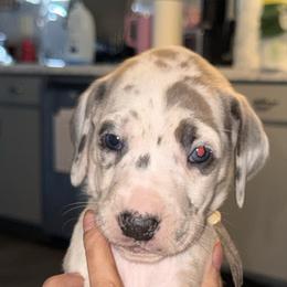 Light pink collar - Harlequin female Great Dane puppy in Loris, South Carolina from Days Danes