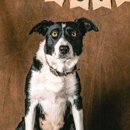 Patsy - Border Collie