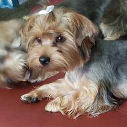 Ladii(Lady) - Yorkshire Terrier