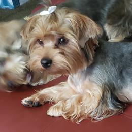 Ladii(Lady) - Yorkshire Terrier
