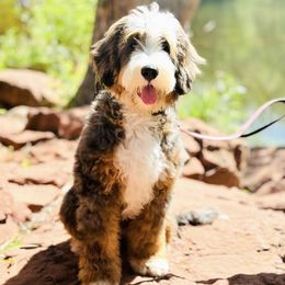 Nova - Bernedoodle