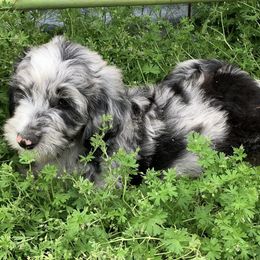 Aussiedoodles from Kirchoff Krossin’