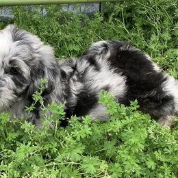 Aussiedoodles from Kirchoff Krossin’