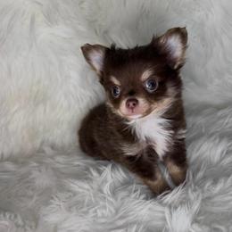 Chocolate Boy - Chocolate and tan male Chihuahua puppy in Fargo, North Dakota from Wild Prairie Chihuahuas