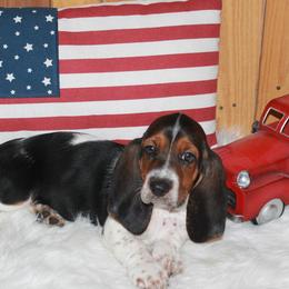 Cinnamon Roll - Black white and brown female Basset Hound puppy in Dover, Arkansas from S&S American Bassets