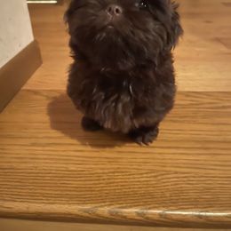 Hershey - Shih Tzu