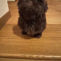 Hershey - Shih Tzu