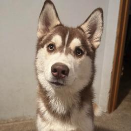 Margo - Red and white female Siberian Husky puppy in Colfax, Wisconsin from Grove’s Siberian Huskies