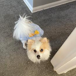 Isis - Pomeranian