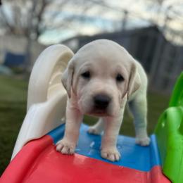 Black Collar - Yellow male Labrador Retriever puppy in Nampa, Idaho from Gem State English Labrador Retrievers