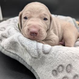 Caden - Silver gray male Weimaraner puppy in Evart, Michigan from Drehbar Weimaraners