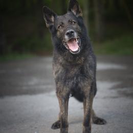 Norik - German Shepherd