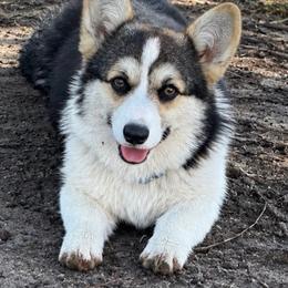 Trixie - Pembroke Welsh Corgi
