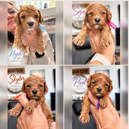 2nd pick female - Red female Cavapoo puppy in Mona, Utah from Hearts Full of Puppies