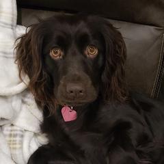 Boykin Spaniels from Tracey Snyder