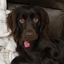 Boykin Spaniels from Tracey Snyder