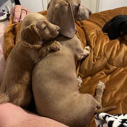Biscuit - Dachshund