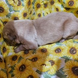 Boy 5 - Golden male Golden Retriever puppy in Middleburg, Florida from Rise and Shine Goldens