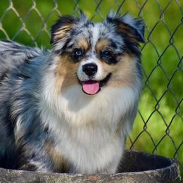 Diamond - Miniature Australian Shepherd