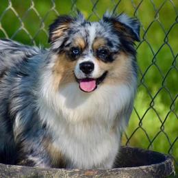 Diamond - Miniature Australian Shepherd