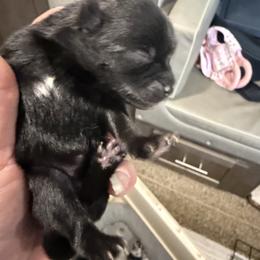 Wednesday - Black female Pomeranian puppy in Jackson, New Jersey from Peapod Pomeranians