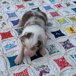 Patriot - Red merle female Australian Shepherd puppy in Zeeland, Michigan from Apple Ridge AKC Aussies