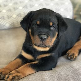 Rottweiler Puppies from Happy Rottweilers