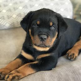 Rottweiler Puppies from Happy Rottweilers