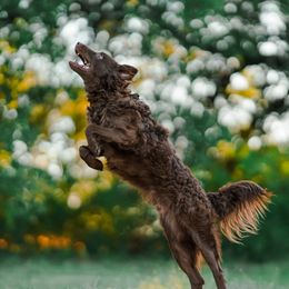 Mudis from Flying Dog Ranch Mudi