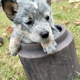 AKC Girl 2 - Blue speckled female Australian Cattle Dog puppy in Mc Comb, Mississippi from McCall's Mississippi AKC Blue Heelers Australian Cattle Dogs