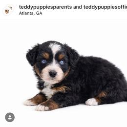 Bernedoodle and Goldendoodle Puppies from Teddy Puppies