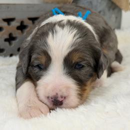 Miss Shirley Temple - Blue merle female Bernedoodle puppy in Hegins, Pennsylvania from Bubbling Springs Doodles, LLC