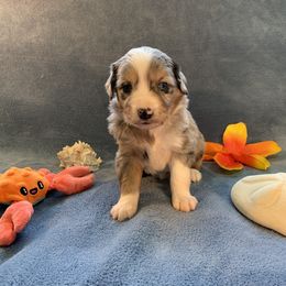 Miniature Australian Shepherd and Toy Australian Shepherd Puppies from Pawesome Lil Aussies